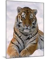 Siberian Tiger in Snow, Panthera Tigris Altaica-Lynn M^ Stone-Mounted Photographic Print