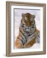 Siberian Tiger in Snow, Panthera Tigris Altaica-Lynn M^ Stone-Framed Photographic Print