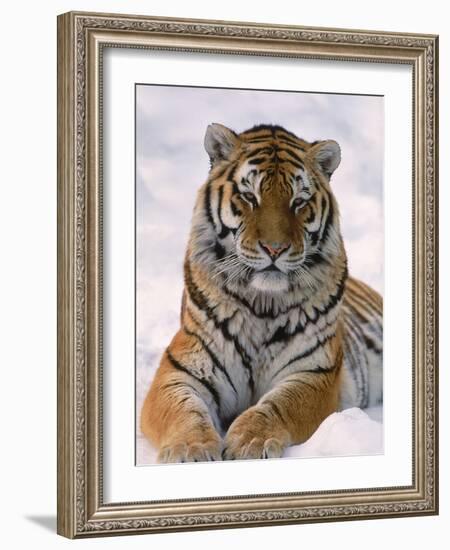 Siberian Tiger in Snow, Panthera Tigris Altaica-Lynn M^ Stone-Framed Photographic Print