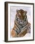 Siberian Tiger in Snow, Panthera Tigris Altaica-Lynn M^ Stone-Framed Photographic Print
