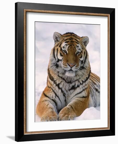 Siberian Tiger in Snow, Panthera Tigris Altaica-Lynn M^ Stone-Framed Photographic Print