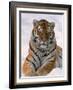 Siberian Tiger in Snow, Panthera Tigris Altaica-Lynn M^ Stone-Framed Photographic Print