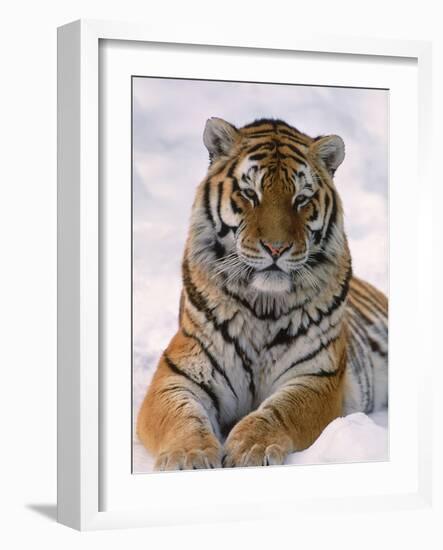 Siberian Tiger in Snow, Panthera Tigris Altaica-Lynn M^ Stone-Framed Photographic Print