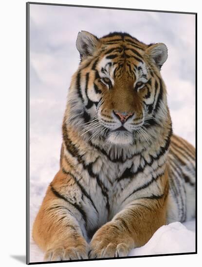 Siberian Tiger in Snow, Panthera Tigris Altaica-Lynn M^ Stone-Mounted Photographic Print