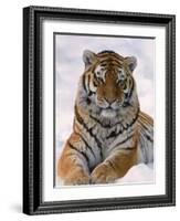 Siberian Tiger in Snow, Panthera Tigris Altaica-Lynn M^ Stone-Framed Photographic Print