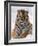 Siberian Tiger in Snow, Panthera Tigris Altaica-Lynn M^ Stone-Framed Photographic Print