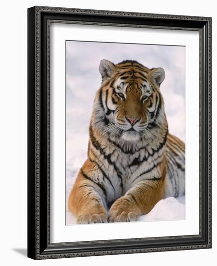 Siberian Tiger in Snow, Panthera Tigris Altaica-Lynn M^ Stone-Framed Photographic Print