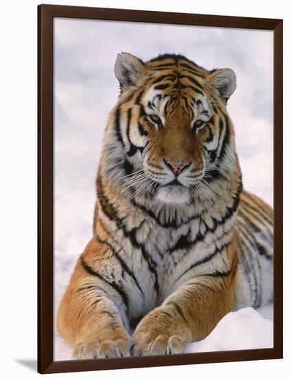 Siberian Tiger in Snow, Panthera Tigris Altaica-Lynn M^ Stone-Framed Photographic Print