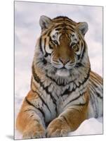 Siberian Tiger in Snow, Panthera Tigris Altaica-Lynn M^ Stone-Mounted Photographic Print