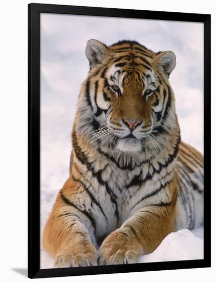 Siberian Tiger in Snow, Panthera Tigris Altaica-Lynn M^ Stone-Framed Photographic Print