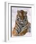 Siberian Tiger in Snow, Panthera Tigris Altaica-Lynn M^ Stone-Framed Photographic Print