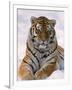 Siberian Tiger in Snow, Panthera Tigris Altaica-Lynn M^ Stone-Framed Photographic Print