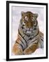 Siberian Tiger in Snow, Panthera Tigris Altaica-Lynn M^ Stone-Framed Photographic Print