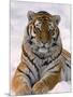 Siberian Tiger in Snow, Panthera Tigris Altaica-Lynn M^ Stone-Mounted Photographic Print