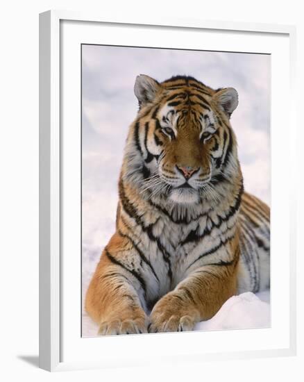 Siberian Tiger in Snow, Panthera Tigris Altaica-Lynn M^ Stone-Framed Photographic Print