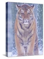 Siberian Tiger in Snow Storm-Edwin Giesbers-Stretched Canvas