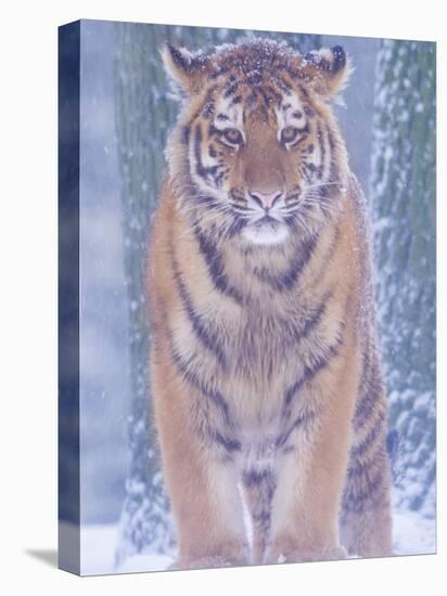 Siberian Tiger in Snow Storm-Edwin Giesbers-Stretched Canvas