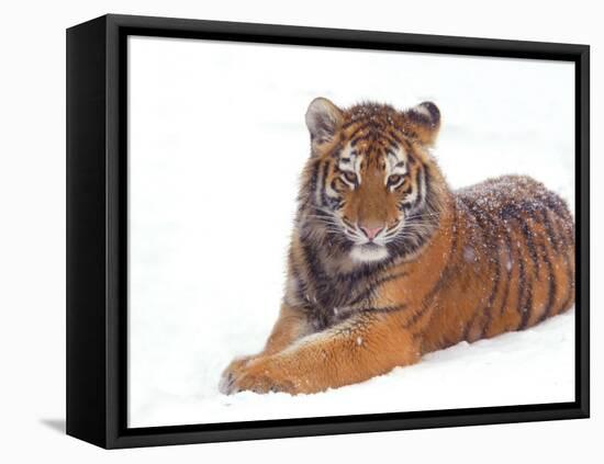 Siberian Tiger in Snow-Edwin Giesbers-Framed Stretched Canvas