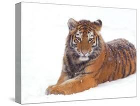 Siberian Tiger in Snow-Edwin Giesbers-Stretched Canvas