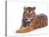 Siberian Tiger in Snow-Edwin Giesbers-Stretched Canvas