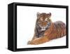 Siberian Tiger in Snow-Edwin Giesbers-Framed Stretched Canvas