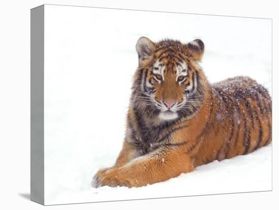 Siberian Tiger in Snow-Edwin Giesbers-Stretched Canvas