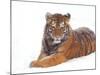 Siberian Tiger in Snow-Edwin Giesbers-Mounted Photographic Print