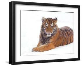 Siberian Tiger in Snow-Edwin Giesbers-Framed Photographic Print