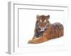 Siberian Tiger in Snow-Edwin Giesbers-Framed Photographic Print