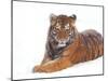 Siberian Tiger in Snow-Edwin Giesbers-Mounted Photographic Print