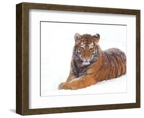 Siberian Tiger in Snow-Edwin Giesbers-Framed Photographic Print