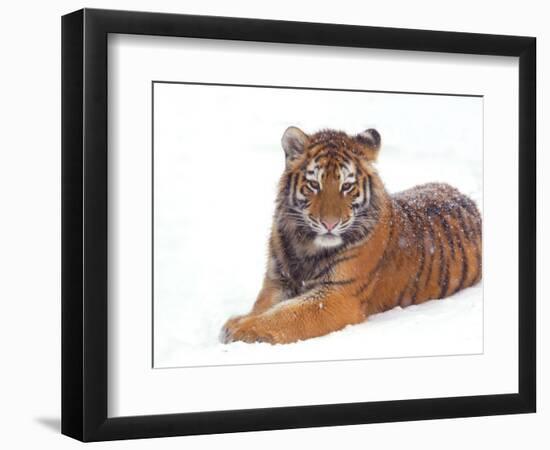 Siberian Tiger in Snow-Edwin Giesbers-Framed Photographic Print