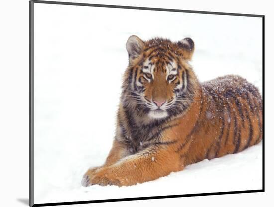 Siberian Tiger in Snow-Edwin Giesbers-Mounted Photographic Print