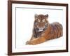 Siberian Tiger in Snow-Edwin Giesbers-Framed Photographic Print