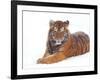 Siberian Tiger in Snow-Edwin Giesbers-Framed Photographic Print