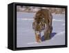 Siberian Tiger in the Snow-Lynn M^ Stone-Framed Stretched Canvas