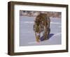 Siberian Tiger in the Snow-Lynn M^ Stone-Framed Photographic Print