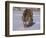 Siberian Tiger in the Snow-Lynn M^ Stone-Framed Photographic Print