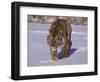 Siberian Tiger in the Snow-Lynn M^ Stone-Framed Photographic Print