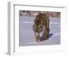 Siberian Tiger in the Snow-Lynn M^ Stone-Framed Photographic Print