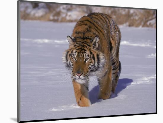 Siberian Tiger in the Snow-Lynn M^ Stone-Mounted Photographic Print