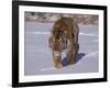Siberian Tiger in the Snow-Lynn M^ Stone-Framed Photographic Print