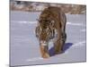 Siberian Tiger in the Snow-Lynn M^ Stone-Mounted Photographic Print