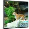 Siberian Tiger in Zooenclosure-null-Mounted Art Print