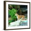 Siberian Tiger in Zooenclosure-null-Framed Art Print