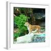 Siberian Tiger in Zooenclosure-null-Framed Art Print