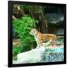 Siberian Tiger in Zooenclosure-null-Framed Art Print