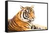 Siberian Tiger Isolated-fotoslaz-Framed Stretched Canvas