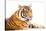 Siberian Tiger Isolated-fotoslaz-Stretched Canvas