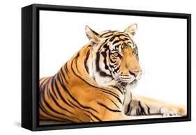 Siberian Tiger Isolated-fotoslaz-Framed Stretched Canvas